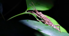 Singapore Travel Blogger Photographer Sharing Photography Tips Macro Insect