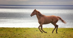 Singapore Travel Blogger Photographer Jetblogger Jensen Chua Sharing Animals Photography Tips