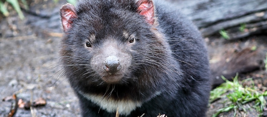 Tasmania self drive itinerary helps make great trip. Inside look different Tasmanian environments