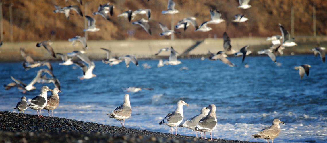 Travel Blog Reviews Private Tour Planning Hidaka, Hokkaido Photography Tips Sharing