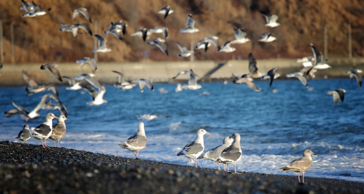 Travel Blog Reviews Private Tour Planning Hidaka, Hokkaido Photography Tips Sharing