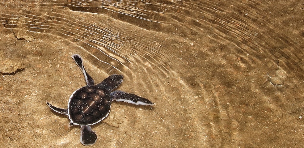 Borneo Ecotourism Libaran Turtle Sanctuary