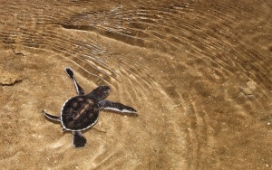 Borneo Ecotourism Libaran Turtle Sanctuary