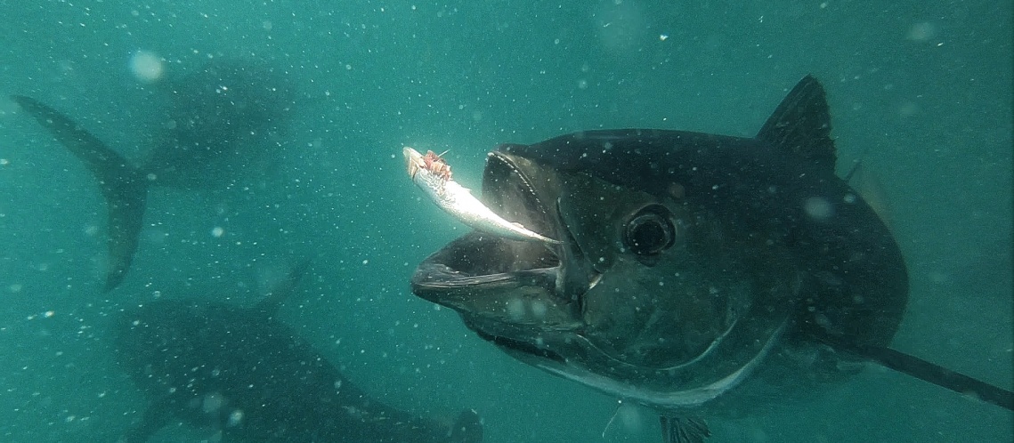 Swim Tuna Victor Harbour, South Australia Jensen Chua Jetblogger