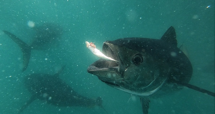 Swim Tuna Victor Harbour, South Australia Jensen Chua Jetblogger